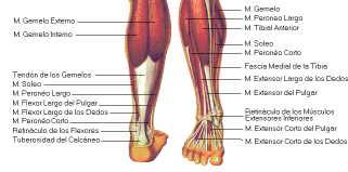 musculos extrínsecos del pie